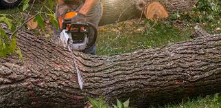 Why Choose Our Tree Removal Services in Fairchild Af, WA?