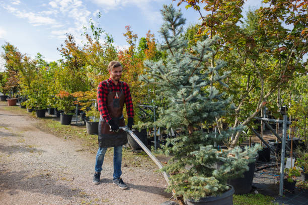 Professional  Tree Services in Fairchild Af, WA