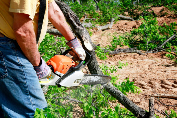 Best Tree Removal Service  in Fairchild Af, WA